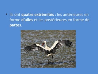 Ils ont  quatre extrémités  : les antérieures en forme  d’ailes  et les postérieures en forme de  pattes . 
