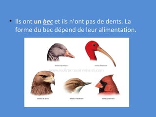 Ils ont  un  bec  et ils n’ont pas de dents. La forme du bec dépend de leur alimentation.   