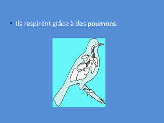 Ils respirent grâce à des  poumons .   