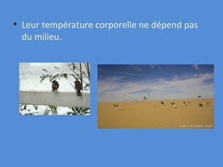 Leur température corporelle ne dépend pas du milieu. 