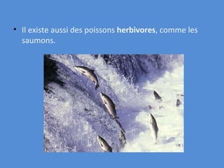 Il existe aussi des poissons  herbivores , comme les saumons . 