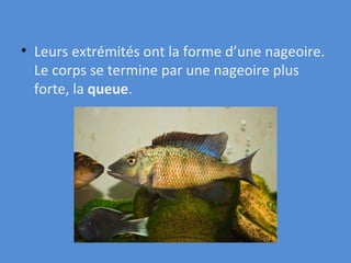 Leurs extrémités ont la forme d’une nageoire. Le corps se termine par une nageoire plus forte, la  queue . 
