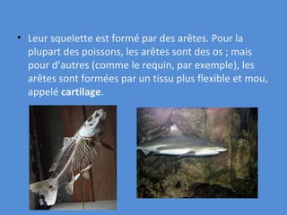Leur squelette est formé par des arêtes. Pour la plupart des poissons, les arêtes sont des os ; mais pour d’autres (comme le requin, par exemple), les arêtes sont formées par un tissu plus flexible et mou, appelé  cartilage . 