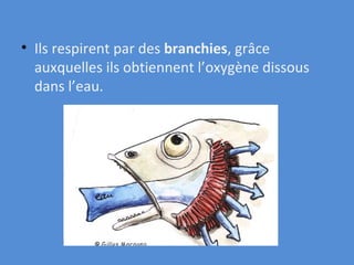 Ils respirent par des  branchies , grâce auxquelles ils obtiennent l’oxygène dissous dans l’eau. 