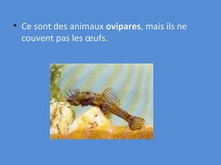Ce sont des animaux  ovipares , mais ils ne couvent pas les œufs. 