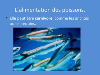 L’alimentation des poissons. Elle peut être  carnivore , comme les anchois ou les requins.   