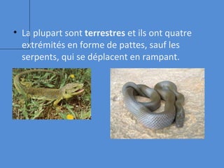 La plupart sont  terrestres  et ils ont quatre extrémités en forme de pattes, sauf les serpents, qui se déplacent en rampant. 