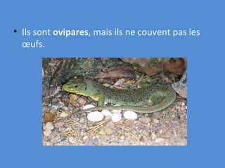 Ils sont  ovipares , mais ils ne couvent pas les œufs. 