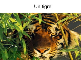 Un tigre 