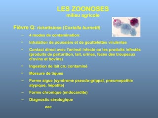 LES ZOONOSES milieu agricole Fièvre Q:  rickettsiose ( Coxiella burnetti) 4 modes de contamination: Inhalation de poussière et de gouttelettes virulentes Contact direct avec l’animal infecté ou les produits infectés (produits de parturition, lait, urines, feces des troupeaux d’ovins et bovins) Ingestion de lait cru contaminé Morsure de tiques Forme aigue (syndrome pseudo-grippal, pneumopathie atypique, hépatite) Forme chronique (endocardite) Diagnostic sérologique ccc 