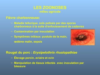 LES ZOONOSES milieu agricole Fièvre charbonneuse: Maladie tellurique, sols pollués par des spores charbonneux à la suite d’enfouissement de cadavres Contamination par inoculation  Symptômes initiaux: pustule de la main,  œdème malin, sepsis Rouget du porc :  Erysipelothrix rhusiopathiae Élevage porcin, aviaire et ovin Manipulation de tissus infectés  avec inoculation par blessure 