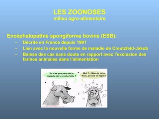 LES ZOONOSES milieu agro-alimentaire Encéphalopathie spongiforme bovine (ESB): Décrite en France depuis 1991 Lien avec la nouvelle forme de maladie de Creutzfeld-Jakob Baisse des cas sans doute en rapport avec l’exclusion des farines animales dans l’alimentation 