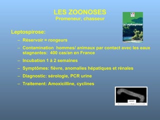 LES ZOONOSES Promeneur, chasseur Leptospirose: Réservoir = rongeurs Contamination  hommes/ animaux par contact avec les eaux stagnantes:  400 cas/an en France Incubation 1 à 2 semaines Symptômes: fièvre, anomalies hépatiques et rénales Diagnostic: sérologie, PCR urine Traitement: Amoxicilline, cyclines 