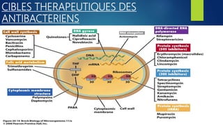 CIBLES THERAPEUTIQUES DES
ANTIBACTERIENS
 