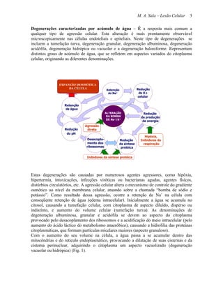 M. A. Sala – Lesão Celular   3

Degenerações caracterizadas por acúmulo de água – É a resposta mais comum a
qualquer tipo de agressão celular. Esta alteração é mais prontamente observável
microscopicamente nas células endoteliais e epiteliais. Neste tipo de degenerações se
incluem a tumefação turva, degeneração granular, degeneração albuminosa, degeneração
acidófila, degeneração hidrópica ou vacuolar e a degeneração baloniforme. Representam
distintos graus de acúmulo de água, que se refletem em aspectos variados do citoplasma
celular, originando as diferentes denominações.




                EXPANSÃO ISOSMÓTICA
                     DA CÉLULA                                    Redução
                                              Retenção
                                               de Na+              do K+
                                                                  celular

                   Retenção
                   de água
                                             ALTERAÇÃO                Redução
                                              DA BOMBA              da produção
                                              DE Na+/K+
                                                                     de energia
                               Agressão
                   Redução      direta
                    do pH
                                                                       Hipóxia,
                                Desacopla-           Redução        Inibidores da
                                mento dos            da síntese       respiração
                                ribossomas            protéica


                                Inibidores da síntese protéica




Estas degenerações são causadas por numerosos agentes agressores, como hipóxia,
hipertermia, intoxicações, infecções viróticas ou bacterianas agudas, agentes físicos,
distúrbios circulatórios, etc. A agressão celular altera o mecanismo de controle do gradiente
osmótico ao nível da membrana celular, atuando sobre a chamada “bomba de sódio e
potássio”. Como resultado dessa agressão, ocorre a retenção de Na+ na célula com
conseqüente retenção de água (edema intracelular). Inicialmente a água se acumula no
citosol, causando a tumefação celular, com citoplasma de aspecto diluído, disperso ou
indistinto, e aumento do volume celular (tumefação turva). As denominações de
degeneração albuminosa, granular e acidófila se devem ao aspecto do citoplasma
provocado pelo desacoplamento dos ribossomos e a acidificação do meio intracelular (pelo
aumento do ácido láctico do metabolismo anaeróbico), causando a hidrofilia das proteínas
citoplasmáticas, que formam partículas micelares maiores (aspecto granuloso).
Com o aumento do seu volume na célula, a água passa a se acumular dentro das
mitocôndrias e do retículo endoplasmático, provocando a dilatação de suas cisternas e da
cisterna perinuclear, adquirindo o citoplasma um aspecto vacuolizado (degeneração
vacuolar ou hidrópica) (Fig. 1).
 