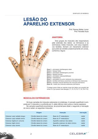 MÚSCULOS EXTRÍNSECOS
Há duas camadas de músculos extensores no antebraço. A camada superficial é com-
posta por 5 músculos e a profunda por 4, estes últimos mais curtos e menos espessos.
Na camada superficial encontramos, de proximal para distal, e seguindo a inervação
do nervo radial, os seguintes músculos:
2
REIMPLANTE DE MEMBROS
LESÃO DO
APARELHO EXTENSOR
Zona 1 – articulação interfalangiana distal
Zona 2 – falange média
Zona 3 – articulação interfalangiana proximal
Zona 4 – falange proximal
Zona 5 – articulação metacarpofalângica
Zona 6 – metacárpicos
Zona 7 – articulação do punho (retináculo dos extensores)
Zona 8 – tendões extrínsecos proximal ao retináculo dos extensores
Zona 9 – transição músculo-tendínea dos músculos extrínsecos
Zona 10 – massa dos músculos extensores extrínsecos
O polegar possui todas as mesmas zonas dos dedos com exceção das
zonas 2 e 3 por possuir duas falanges ( T1, T4, T5, T6, T7, T8, T9 e T10).
Origem Inserção inervação
Extensor carpi radialis longus Côndilo lateral do úmero Base do 2º metacárpico radial
Extensor carpi radialis brevis Côndilo lateral do úmero Base do 3º metacárpico radial
Extensor digitorum comunis Côndilo lateral do úmero Aparelho extensor dos dedos radial
Extensor digiti minimi Côndilo lateral do úmero Aparelho extensor do dedo mínimo radial
Extensor carpi ulnaris Côndilo lateral do úmero Base do 5º metacárpico radial
Prof. Rames Mattar Junior
Prof. Ronaldo Azze
ANATOMIA
Dois grupos de músculos são responsáveis
pela extensão dos dedos: os intrínsecos e os
extrínsecos. Estes músculos, com seus respecti-
vos tendões, formam um mecanismo extensor
que pode ser dividido anatomicamente em zonas,
conforme a figura:
 