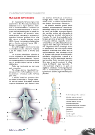 MUSCULOS INTRÍNSECOS
Os músculos lumbricais originam-se
dos tendões dos flexores profundos dos
dedos ao nível da região palmar e proxi-
mal ao túnel osteofibroso. O tendão do
lumbrical passa radialmente às articula-
ções metacarpofalângicas de cada de-
do, ventralmente ao ligamento inter-
metacarpiano transverso, e se insere no
aparelho extensor, emitindo fibras que
irão compor o tendão extensor central
(BIM – Banda intrínseca medial) e outras
para o tendão extensor lateral (BIL –
Banda intrínseca lateral).
Os lumbricais para o indicador e dedo
médio são inervados pelo nervo mediano
e os dos dedos anular e mínimo pelo
ulnar.
Os músculos interósseos palmares e
dorsais originam-se dos metacarpianos e
se inserem no aparelho extensor. Da mes-
ma forma que os lumbricais, emitem fibras
para o tendão extensor central e lateral
(BIM e BIL).
Todos os interósseos são inervados
pelo nervo ulnar.
No polegar, o único músculo intrínse-
co que participa na formação do mecanis-
mo extensor é o músculo adutor, inervado
pelo ulnar.
O tendão central do aparelho exten-
sor insere-se na base da falange média .
Os tendões laterais do aparelho extensor
unem-se distalmente para formar o ten-
dão extensor terminal que se insere na
falange distal. Tanto o tendão extensor
central como os laterais recebem fibras
dos tendões extrínsecos e intrínsecos.
O aparelho extensor possui várias
conexões ligamentares que o estabilizam,
prevenindo subluxações. Ao nível da falan-
ge média os tendões extensores laterais
são mantidos unidos, até a formação do
tendão extensor terminal, pelo ligamento
triangular. Ao nível da articulação interfa-
langiana proximal, o ligamento retinacular
transverso estabiliza o aparelho extensor,
conectando-o com o túnel osteofibroso e à
cápsula desta articulação. Da mesma for-
ma, o ligamento retinacular oblíquo auxilia
na estabilização das articulações interfa-
langianas proximal e distal para a ação do
aparelho extensor. Este ligamento origina-
se no túnel osteofibroso, proximalmente à
articulação interfalangiana proximal, e se
insere nos tendões extensores laterais e
falange distal. Outro ligamento que emite
fibras para o aparelho extensor é o liga-
mento de Cleland – este ligamento é “-
osteo-cutâneo”; origina-se na pele da
região da articulação interfalangiana proxi-
mal e se insere nas estruturas capsulares e
ligamentares da articulação interfalangiana
proximal.
5
ATUALIZAÇÃO EM TRAUMATOLOGIA DO APARELHO LOCOMOTOR
Anatomia do aparelho extensor:
a) tendão extensor terminal
b) tendões extensores laterais
c) tendão extensor central
d) ligamento triangular
e) ligamento retinacular transverso
f) ligamento retinacular oblíquo
g) lumbrical
h) interósseo
i) banda sagital
j) tendão extensor extrínseco
a
c
b
h
i
j
h
g
f
e
a
d
b
c
i
h
j
h
g
 