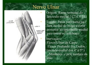 Nervo Ulnar
• Origem: Ramo terminal do
fascículo medial ( C7-C8-T1)
• Trajeto: Passa para baixo na
face medial do braço e corre
posterior ao epicôndilo medial
para entrar no antebraço
• Inervação :
Flexor Ulnar do Carpo
Flexor Profundo dos Dedos
(metade medial dos 4º e 5º )
Músculos e pele mediais da
mão
 