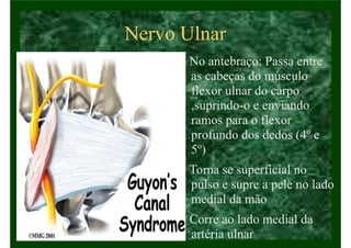 Nervo Ulnar
• No antebraço: Passa entre
as cabeças do músculo
flexor ulnar do carpo
,suprindo-o e enviando
ramos para o flexor
profundo dos dedos (4º e
5º)
• Torna se superficial no
pulso e supre a pele no lado
medial da mão
• Corre ao lado medial da
artéria ulnar
 