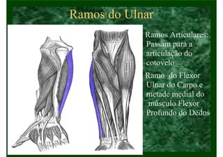 Ramos do Ulnar
• Ramos Articulares:
Passam para a
articulação do
cotovelo
• Ramo do Flexor
Ulnar do Carpo e
metade medial do
músculo Flexor
Profundo do Dedos
 