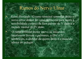 Ramos do Nervo Ulnar
• Ramo Profundo :O ramo terminal sensorial deixa o
nervo ulnar dentro do canal de Guyon para suprir a
sensibilidade cutânea da face palmar do V dedo e a
metade medial do IV dedo.
• O ramo terminal motor inerva os músculos
interósseos dorsais e palmares, o III e o IV
lumbricais, o abdutor do quinto dedo e o músculo
adutor do polegar.
 