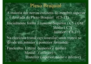 Plexo Braquial
• A maioria dos nervos cutâneos do membro superior
é derivada do Plexo Braquial (C5-T1)
• Inicialmente forma 3 troncos: Superior ( C5 e C6)
Médio ( C7)
Inferior ( C8-T1)
• Na clavícula (canal cervicoaxilar) cada tronco se
divide em anterior e posterior formando
• Fascículos: Lateral (superior e médio)
Medial ( inferior)
Posterior (superior,médio e inferior)
 