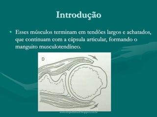 Introdução
• Esses músculos terminam em tendões largos e achatados,
que continuam com a cápsula articular, formando o
manguito musculotendíneo.
http://traumatologiaeortopedia.com &
www.ortopediabrasil.blogspot.com.br
 