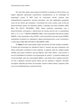 Fisiopatologia da lesão medular
97
Getec, v.6, n.13, p.87-103/2017
Por outro lado, alguns outros grupos de moléculas secretadas no sítio da lesão e em
regiões adjacentes apresentam características neuroprotetoras ou de estimulação da
regeneração axonal. O NGF (fator de crescimento neural), primeiro fator
neuroproliferativo-regenerativo neuronal descoberto, tem sido amplamente pesquisado
como um dos fatores que estimulam o crescimento dos cones axonais, tanto na fase de
desenvolvimento, quanto em indivíduos adultos e injuriados por lesões medulares (DEL
BEL; DA SILVA; MLADINIC, 2009). Outras moléculas relacionadas com o
desenvolvimento, crescimento e sobrevivência do sistema nervoso são: as neurotrofinas
(NT) -3, -4, -5, -6 e -7 (BOYD; GORDON, 2006), o fator neurotrófico derivado do cérebro
(BNDF), o fator neurotrófico ciliar (CNTF), o fator neurotrófico derivado da glia (GNDF),
aminoácidos excitatórios (ex: glutamato) e alguns neurotransmissores, como a serotonina e
o óxido nítrico (DEL BEL; DA SILVA; MLADINIC, 2009).
Na Figura 3 estão representados alguns mecanismos da lesão medular secundária.
O trauma gera hemorragia nas substâncias branca e cinzenta, que gera, juntamente com
fatores moleculares secretados no local, isquemia. A isquemia, além de o próprio choque
medular, gera efeitos sistêmicos, que gera hipóxia, entre outros efeitos, o que favorece a
taxa de mortalidade de neurônios eou degeneração de axônios. A isquemia também gera
excito-toxicidade, entre elas a peroxidação lipídica, o que induz à lise e apoptose neuronal.
As lises e apoptoses neuronais geram edema, que faz aumentar a isquemia. Ativações
microgliais, induzidos por fatores ali secretados, tornam a induzir edema e isquemia, todas
essas vias contribuindo para a extensão da lesão.
 