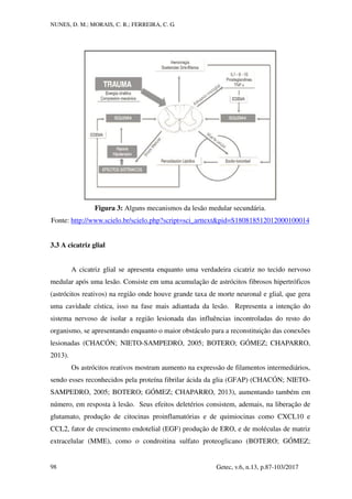 NUNES, D. M.; MORAIS, C. R.; FERREIRA, C. G.
Getec, v.6, n.13, p.87-103/2017
98
Figura 3: Alguns mecanismos da lesão medular secundária.
Fonte: http://www.scielo.br/scielo.php?script=sci_arttext&pid=S180818512012000100014
3.3 A cicatriz glial
A cicatriz glial se apresenta enquanto uma verdadeira cicatriz no tecido nervoso
medular após uma lesão. Consiste em uma acumulação de astrócitos fibrosos hipertróficos
(astrócitos reativos) na região onde houve grande taxa de morte neuronal e glial, que gera
uma cavidade cística, isso na fase mais adiantada da lesão. Representa a intenção do
sistema nervoso de isolar a região lesionada das influências incontroladas do resto do
organismo, se apresentando enquanto o maior obstáculo para a reconstituição das conexões
lesionadas (CHACÓN; NIETO-SAMPEDRO, 2005; BOTERO; GÓMEZ; CHAPARRO,
2013).
Os astrócitos reativos mostram aumento na expressão de filamentos intermediários,
sendo esses reconhecidos pela proteína fibrilar ácida da glia (GFAP) (CHACÓN; NIETO-
SAMPEDRO, 2005; BOTERO; GÓMEZ; CHAPARRO, 2013), aumentando também em
número, em resposta à lesão. Seus efeitos deletérios consistem, ademais, na liberação de
glutamato, produção de citocinas proinflamatórias e de quimiocinas como CXCL10 e
CCL2, fator de crescimento endotelial (EGF) produção de ERO, e de moléculas de matriz
extracelular (MME), como o condroitina sulfato proteoglicano (BOTERO; GÓMEZ;
 