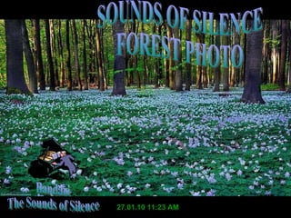 27.01.10   11:23 AM Bandari The Sounds of Silence SOUNDS OF SILENCE FOREST PHOTO 