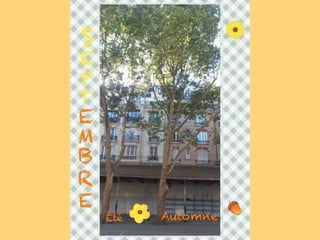 Les arbres de Massillon