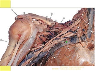 les arteres du membre superieur