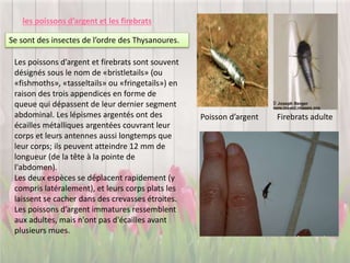 Les poissons d’argent et firebrats sont souvent
désignés sous le nom de «bristletails» (ou
«fishmoths», «tasseltails» ou «fringetails») en
raison des trois appendices en forme de
queue qui dépassent de leur dernier segment
abdominal. Les lépismes argentés ont des
écailles métalliques argentées couvrant leur
corps et leurs antennes aussi longtemps que
leur corps; ils peuvent atteindre 12 mm de
longueur (de la tête à la pointe de
l'abdomen).
Les deux espèces se déplacent rapidement (y
compris latéralement), et leurs corps plats les
laissent se cacher dans des crevasses étroites.
Les poissons d’argent immatures ressemblent
aux adultes, mais n'ont pas d'écailles avant
plusieurs mues.
les poissons d’argent et les firebrats
Firebrats adulte
Se sont des insectes de l’ordre des Thysanoures.
Poisson d’argent
 