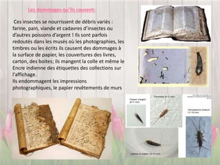 Ces insectes se nourrissent de débris variés :
farine, pain, viande et cadavres d’insectes ou
d’autres poissons d’argent ! Ils sont parfois
redoutés dans les musés où les photographies, les
timbres ou les écrits ils causent des dommages à
la surface de papier, les couvertures des livres,
carton, des boites; ils mangent la colle et même le
Encre indienne des étiquettes des collections sur
l'affichage.
Ils endommagent les impressions
photographiques, le papier revêtements de murs
Les dommages qu’ils causent:
 