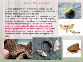 Les mites appartiennent à la famille des teignes. Elles se
présentent sous la forme de petits papillons, dont l'espérance
de vie ne dépasse guère plus de 15 jours.
Durant la nuit, la femelle s'accouple, puis va pondre ses œufs
sur la laine ou les fourrures. Au bout d'une dizaine de jours,
de petites chenilles blanches éclosent. Ce sont ces larves qui
coupent les fibres textiles pour s'en faire un cocon et se
nourrir. Les maisons chauffées favorisent l'apparition de
plusieurs générations par an, donc la persistance d'adultes
durant toute l'année. En revanche, les lieux non chauffés
réduisent ce cycle à une seule génération qui apparaît en
juillet.
Les mites (Tineola bisselliella)
 