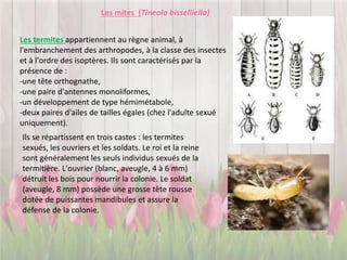 Les termites appartiennent au règne animal, à
l'embranchement des arthropodes, à la classe des insectes
et à l'ordre des isoptères. Ils sont caractérisés par la
présence de :
-une tête orthognathe,
-une paire d'antennes monoliformes,
-un développement de type hémimétabole,
-deux paires d'ailes de tailles égales (chez l'adulte sexué
uniquement).
Les mites (Tineola bisselliella)
Ils se répartissent en trois castes : les termites
sexués, les ouvriers et les soldats. Le roi et la reine
sont généralement les seuls individus sexués de la
termitière. L'ouvrier (blanc, aveugle, 4 à 6 mm)
détruit les bois pour nourrir la colonie. Le soldat
(aveugle, 8 mm) possède une grosse tête rousse
dotée de puissantes mandibules et assure la
défense de la colonie.
 
