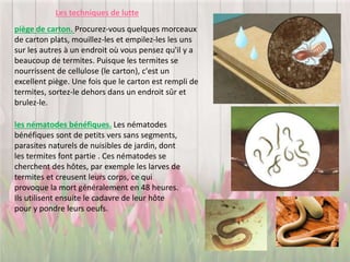 Les techniques de lutte
piège de carton. Procurez-vous quelques morceaux
de carton plats, mouillez-les et empilez-les les uns
sur les autres à un endroit où vous pensez qu'il y a
beaucoup de termites. Puisque les termites se
nourrissent de cellulose (le carton), c'est un
excellent piège. Une fois que le carton est rempli de
termites, sortez-le dehors dans un endroit sûr et
brulez-le.
les nématodes bénéfiques. Les nématodes
bénéfiques sont de petits vers sans segments,
parasites naturels de nuisibles de jardin, dont
les termites font partie . Ces nématodes se
cherchent des hôtes, par exemple les larves de
termites et creusent leurs corps, ce qui
provoque la mort généralement en 48 heures.
Ils utilisent ensuite le cadavre de leur hôte
pour y pondre leurs oeufs.
 