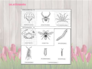 Les arthropodes
 