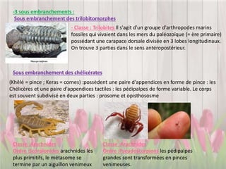 -3 sous embranchements :
Sous embranchement des trilobitomorphes
Sous embranchement des chélicérates
- Classe : Trilobites Il s'agit d'un groupe d'arthropodes marins
fossiles qui vivaient dans les mers du paléozoïque (= ère primaire)
possédant une carapace dorsale divisée en 3 lobes longitudinaux.
On trouve 3 parties dans le sens antéropostérieur.
(Khêlé = pince ; Keras = cornes) :possèdent une paire d'appendices en forme de pince : les
Chélicères et une paire d'appendices tactiles : les pédipalpes de forme variable. Le corps
est souvent subdivisé en deux parties : prosome et opisthososme
Classe :Arachnides
Ordre :Scorpionides arachnides les
plus primitifs, le métasome se
termine par un aiguillon venimeux
Classe :Arachnides
Ordre :Pseudoscorpions les pédipalpes
grandes sont transformées en pinces
venimeuses.
 
