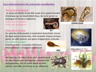 Sous embranchement des antennates mandibulates
Classe des Myriapodes:
Le corps est formé d'une tête suivie d'un grand nombre
d'anneaux qui se ressemblent tous, de sorte qu'on ne
distingue ni thorax ni abdomen.
Ordre des Chilopodes
Ordre des diplopodes
Classe des Crustacés
Ce sont des Arthropodes à respiration branchiale, munis
de deux paires d'antennes, chez lesquels chaque anneau
porte, au côté ventral, une paire d'appendices articulés
Deux grands groupes :
Entomostracés = crustacés inférieure :
Malacostracés = crustacés supérieure
Classe des Insectes
Les insectes, de très loin les plus nombreux et
les plus importants arthropodes terrestres et
dulçaquicoles, ont un corps divisé en trois
parties: une tête, un thorax et un abdomen
 