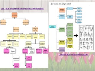 Les sous embranchements des arthropodes:
Classification des arthropodes
 