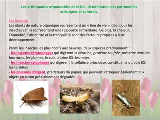 Les arthropodes responsables de la bio- détérioration des patrimoines
artistiques et culturels.
Les insectes
Les objets de nature organique représentent un « lieu de vie » idéal pour les
insectes car ils représentent une ressource alimentaire. De plus, la chaleur,
l’humidité, l’obscurité et la tranquillité sont des facteurs propices à leur
développement.
Parmi les insectes les plus nocifs aux oeuvres, deux espèces prédominent :
- les insectes kératophages qui digèrent la kératine, protéine soufrée, présente dans les
fourrures, les plumes, le cuir, la laine EX: les mites
- les insectes xylophages qui digèrent la cellulose principaux constituants du bois EX:
les termites
- les poissons d’argent, prédateurs du papier, qui peuvent s’attaquer également aux
objets en coton préalablement dégradés.
 