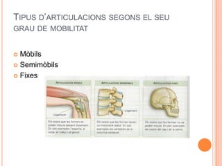 TIPUS D’ARTICULACIONS SEGONS EL SEU
GRAU DE MOBILITAT


 Mòbils
 Semimòbils

 Fixes
 