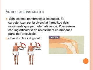 ARTICULACIONS MÒBILS
  Són les més nombroses a l'esquelet. Es
  caracteritzen per la diversitat i amplitud dels
  moviments que permeten als ossos. Posseeixen
  cartílag articular o de revestiment en ambdues
  parts de l'articulació.
 Com el colze i el genoll.
 