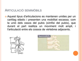 ARTICULACIÓ SEMIMÒBILS
   Aquest tipus d'articulacions es mantenen unides per un
    cartílag elàstic i presenten una mobilitat escassa, com
    la unió dels ossos del pubis (símfisi del pubis), que
    durant el part realitza un moviment molt ampli, i
    l'articulació entre els cossos de vèrtebres adjacents.
 