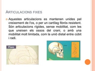 ARTICULACIONS FIXES
   Aquestes articulacions es mantenen unides pel
    creixement de l'os, o per un cartílag fibrós resistent.
    Són articulacions rígides, sense mobilitat, com les
    que uneixen els ossos del crani, o amb una
    mobilitat molt limitada, com la unió distal entre cúbit
    i radi.
 