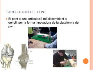 L’ARTICULACIÓ DEL PONT
   El pont te una articulació mòbil semblant al
    genoll, per la forma innovadora de la plataforma del
    pont.
 
