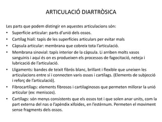 ARTICULACIÓ DIARTRÒSICA
Les parts que podem distingir en aquestes articulacions són:
• Superfície articular: parts d’unió dels ossos.
• Cartílag hialí: tapís de les superfícies articulars per evitar mals
• Càpsula articular: membrana que cobreix tota l’articulació.
• Membrana sinovial: tapís interior de la càpsula. Li arriben molts vasos
sanguinis i aquí és on es produeixen els processos de fagocitació, neteja i
lubricació de l’articulació.
• Lligaments: bandes de teixit fibrós blanc, brillant i flexible que uneixen les
articulacions entre sí i connecten varis ossos i cartílags. (Elements de subjecció
i reforç de l’articulació).
• Fibrocartílags: elements fibrosos i cartilaginosos que permeten millorar la unió
articular (ex: meniscos).
• Cartílags: són menys consistents que els ossos tot i que solen anar units, com la
part externa del nas o l’apèndix xifoides, en l’estèrnum. Permeten el moviment
sense fragments dels ossos.
 