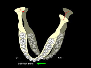 Diduction les articulateurs et les arcs faciaux | PPTX