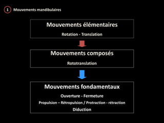 Diduction les articulateurs et les arcs faciaux | PPTX